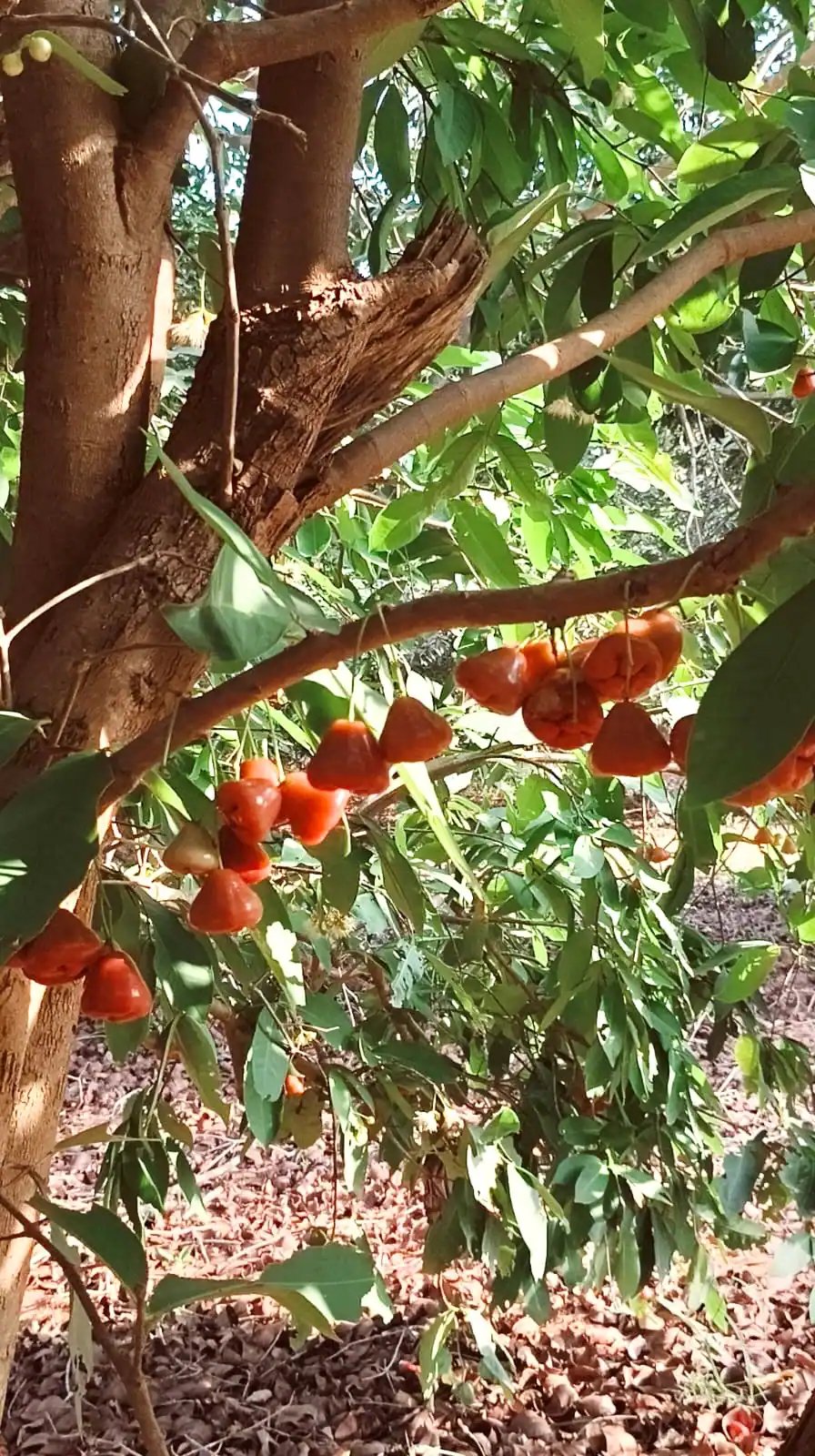 Pazhamudir Cholai Farm, cashew fruit