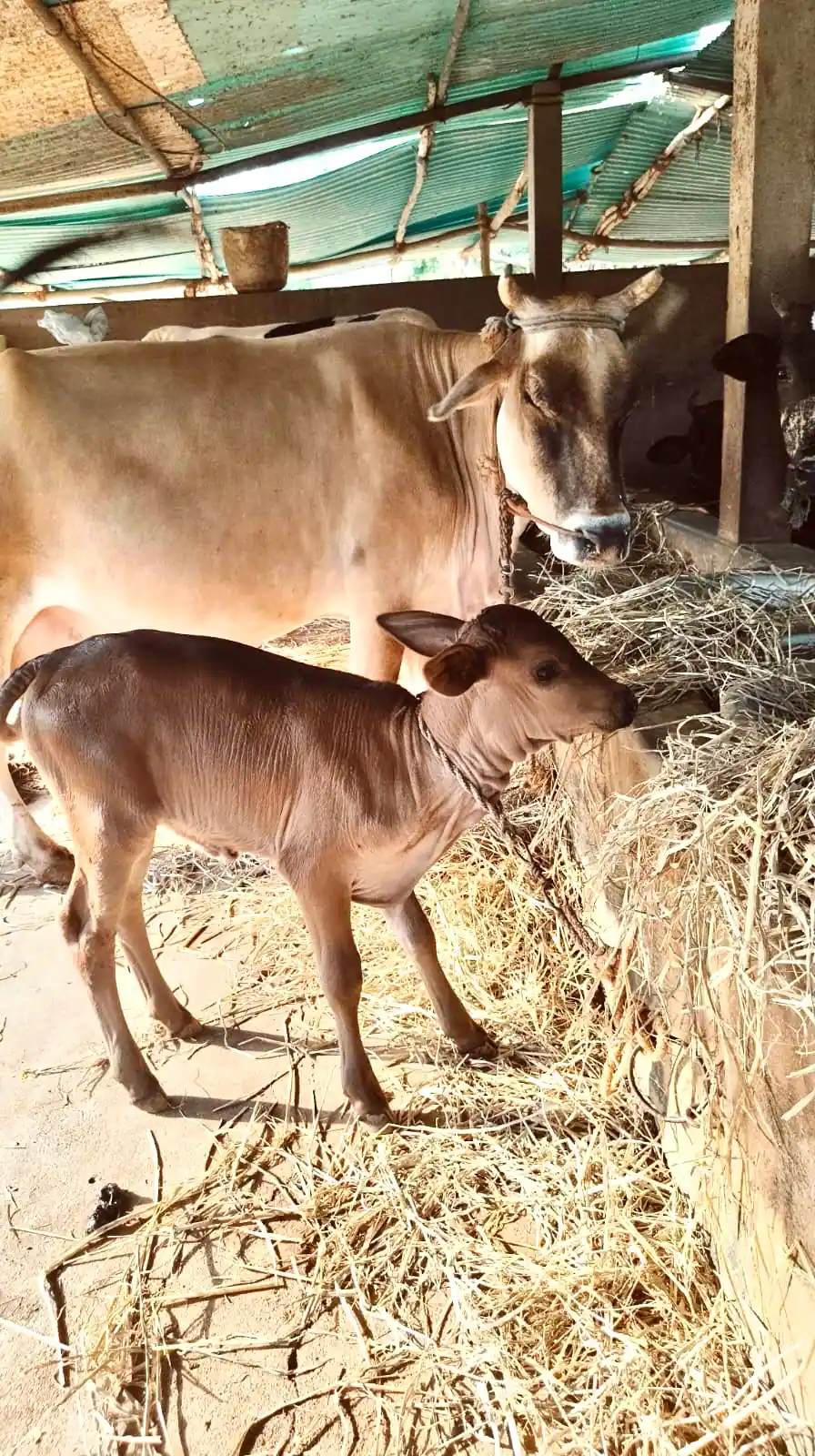 Pazhamudir Cholai Farm, cows