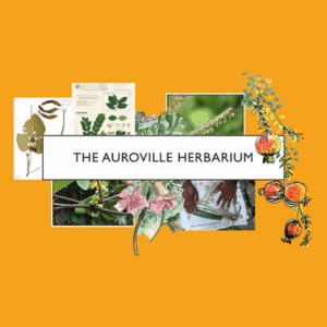 Herbarium display showcasing plant collections, botanical research, and environmental conservation efforts.